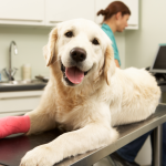 The Benefits of Providing Pet Insurance