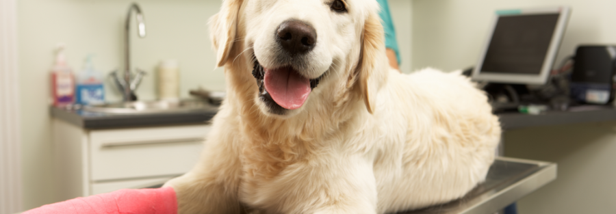 The Benefits of Providing Pet Insurance