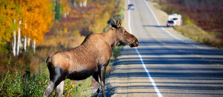 How to Prevent and Protect Against Wildlife Collisions