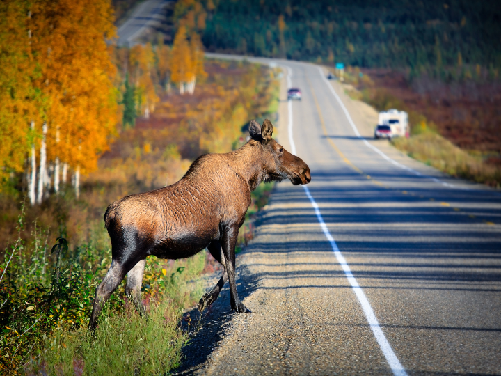 How to Prevent and Protect Against Wildlife Collisions