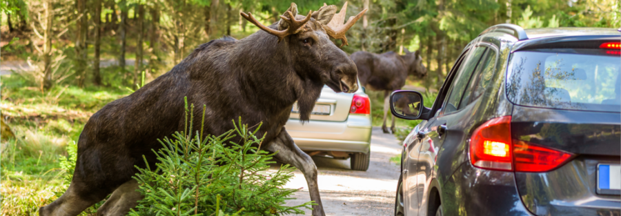 Drive Safe This Fall: Avoid Animal Collisions