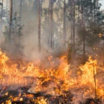 Wildfire Protection: How Technology is Changing Home Insurance