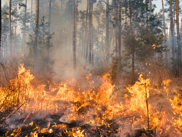 Wildfire Protection: How Technology is Changing Home Insurance