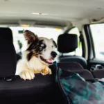 Your Ultimate Guide to Traveling with Furry Friends