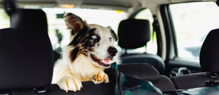 Your Ultimate Guide to Traveling with Furry Friends