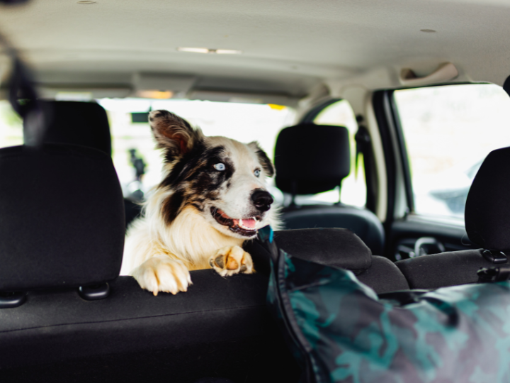 Your Ultimate Guide to Traveling with Furry Friends