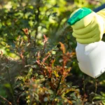 Spring Pest Infestations: Does Your Home Insurance Cover the Damage?