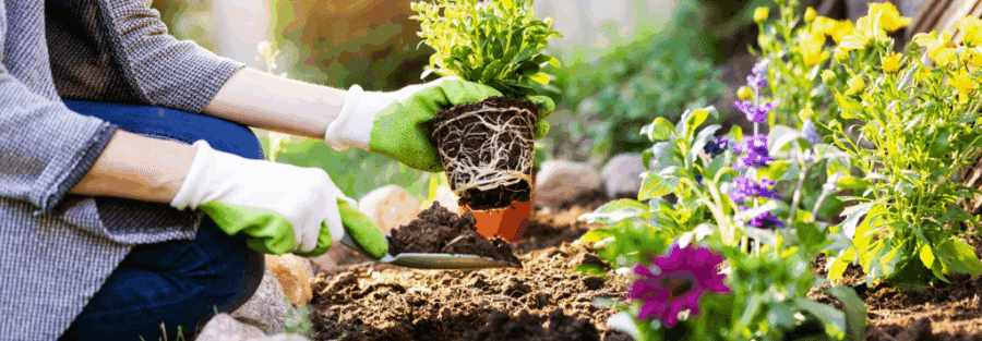 Green Living Tips for Your Home