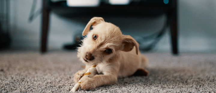 Your First Pet at Home: How to Prepare and Protect Your Space