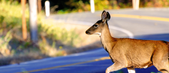 Deer Collisions Spike in Fall - Is Your Auto Coverage Ready?