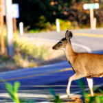 Is Your Auto Insurance Ready for Deer Season?