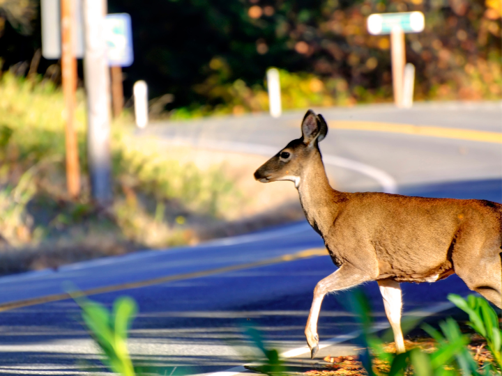 Deer Collisions Spike in Fall - Is Your Auto Coverage Ready?
