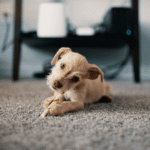 6 Ways to Prepare for Your First Pet