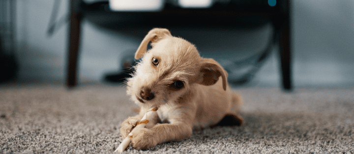 Your First Pet at Home: How to Prepare and Protect Your Space